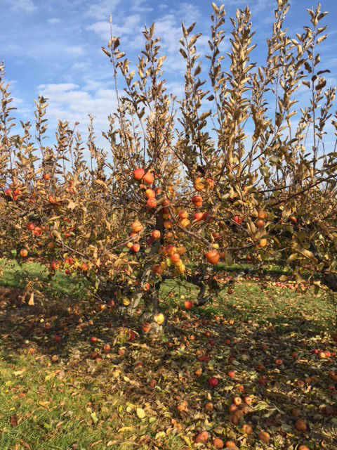 apples-farm-catoctin-mountain-orchard-frederick-county-2017