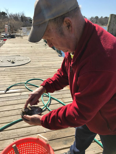 Jack Russell opens a fresh oyster.