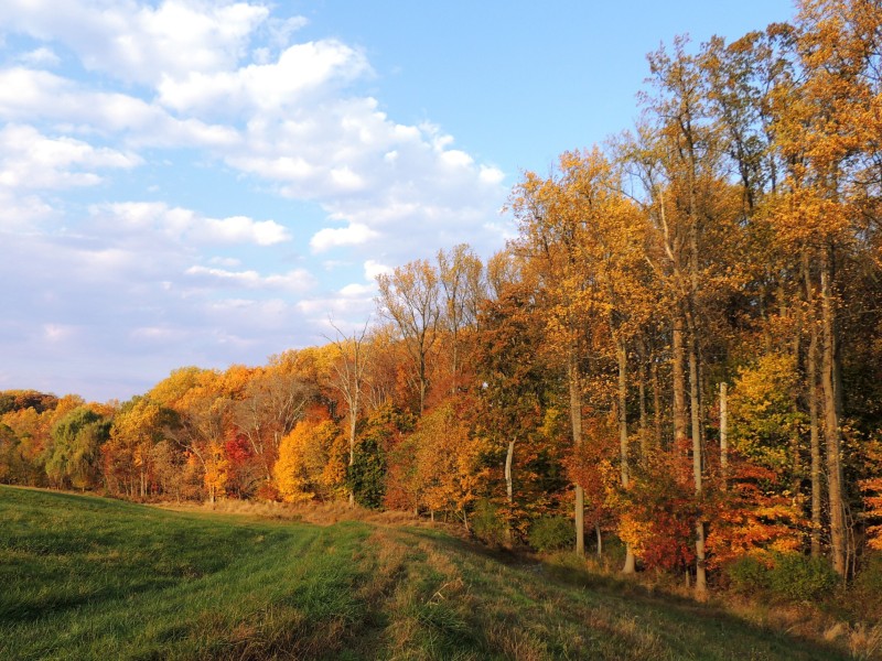 Fall foliage in Howard County. Suzanne Wright for Maryland DNR, 2014.