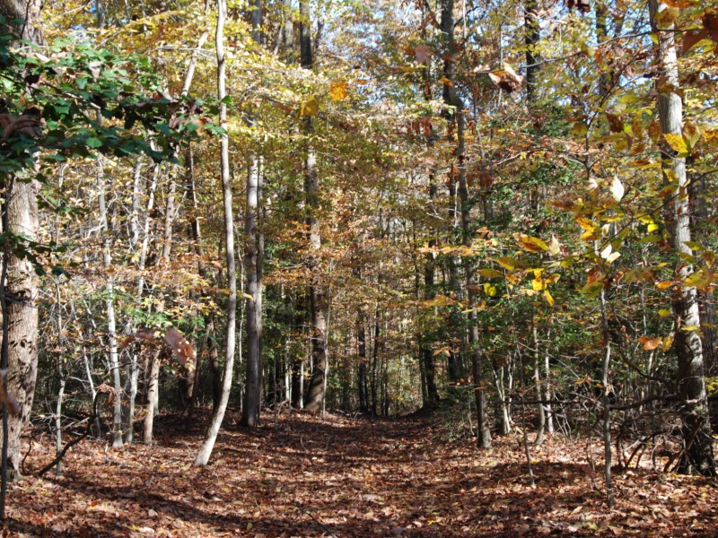 Forested land in Anne Arundel County. Photo from Maryland DNR.