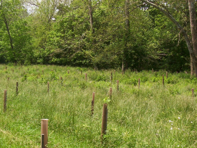 Trees in Frederick County. Photo from the Maryland Department of Natural Resources.